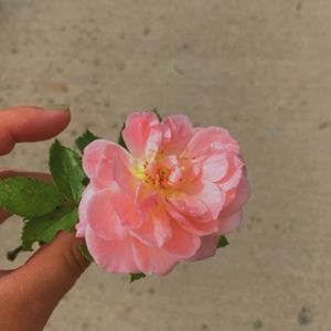 Meet your Posher, Addison